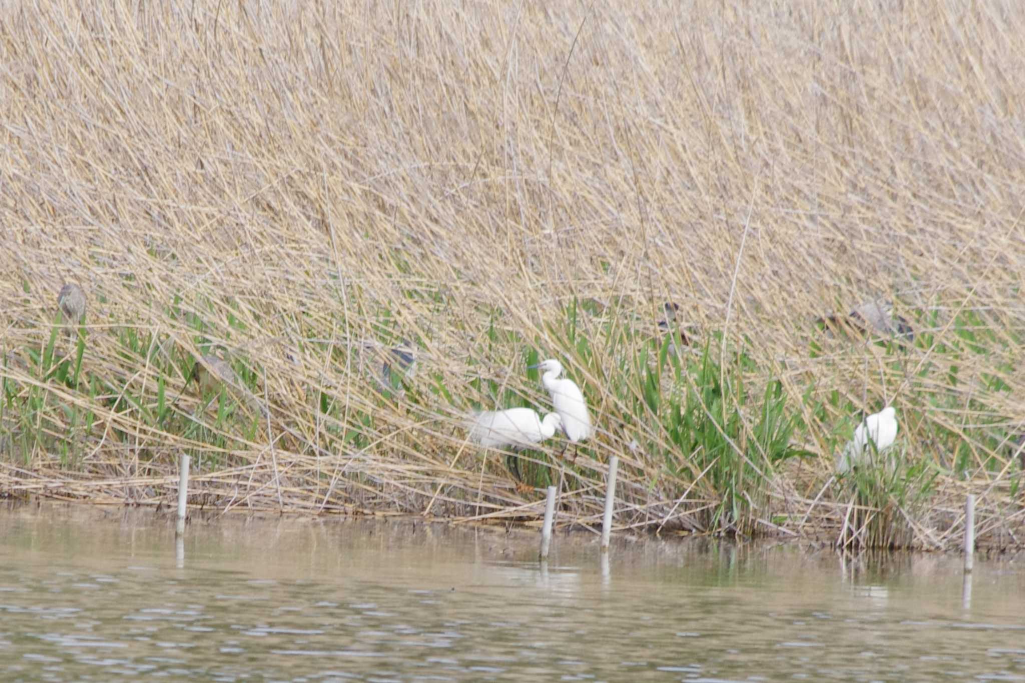 Photo of Little Egret at 洞峰公園 by アカウント15604