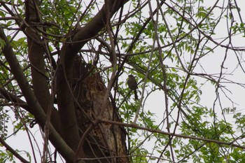 Japanese Bush Warbler 洞峰公園 Sat, 4/20/2024