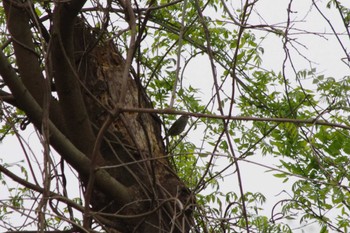 Japanese Bush Warbler 洞峰公園 Sat, 4/20/2024