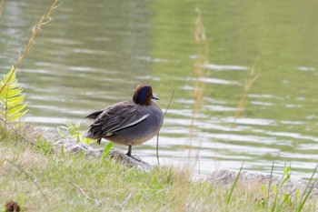 Eurasian Teal 洞峰公園 Sat, 4/20/2024