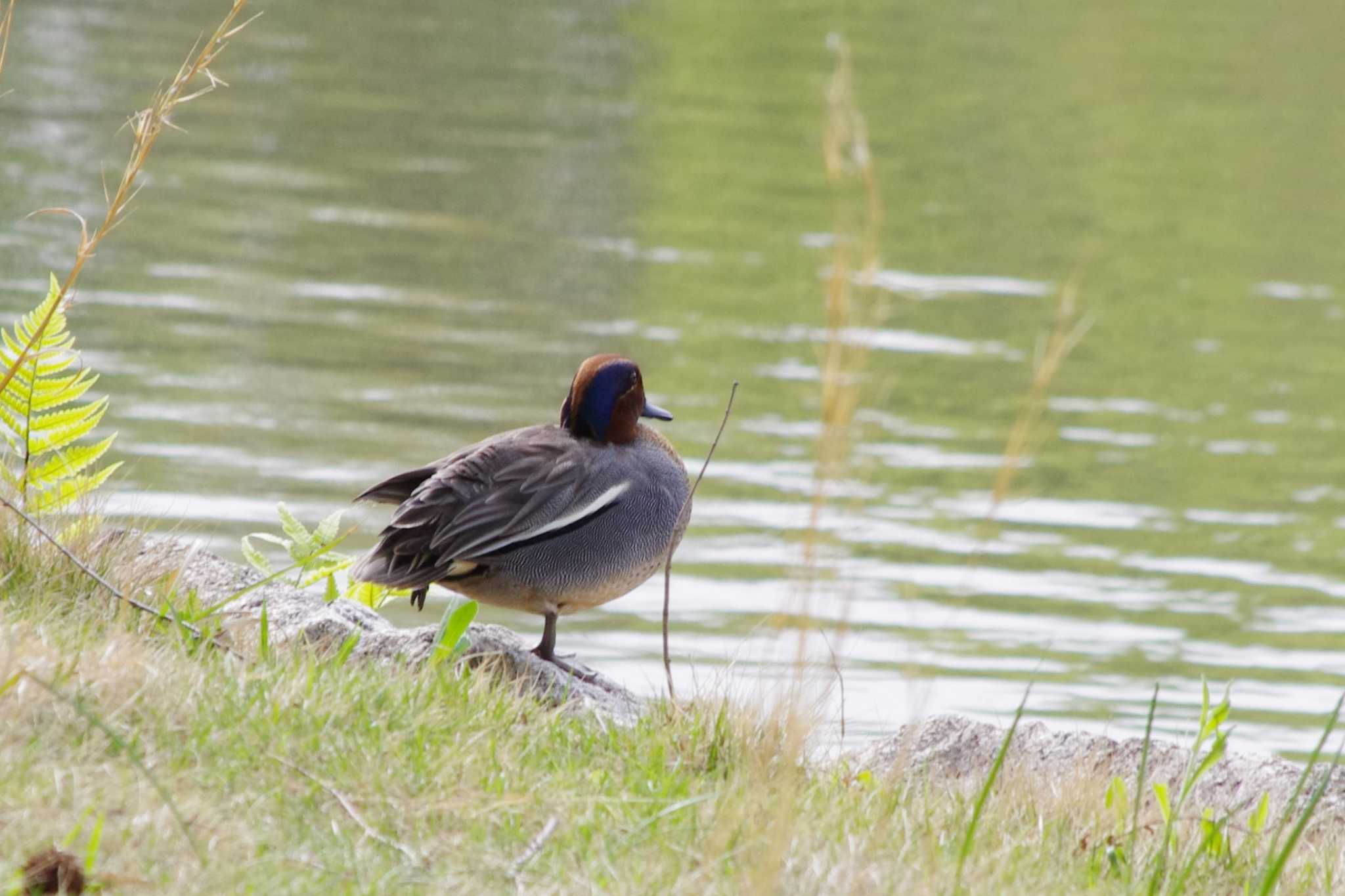 Photo of Eurasian Teal at 洞峰公園 by アカウント15604