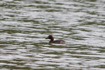 Little Grebe 洞峰公園 Sat, 4/20/2024