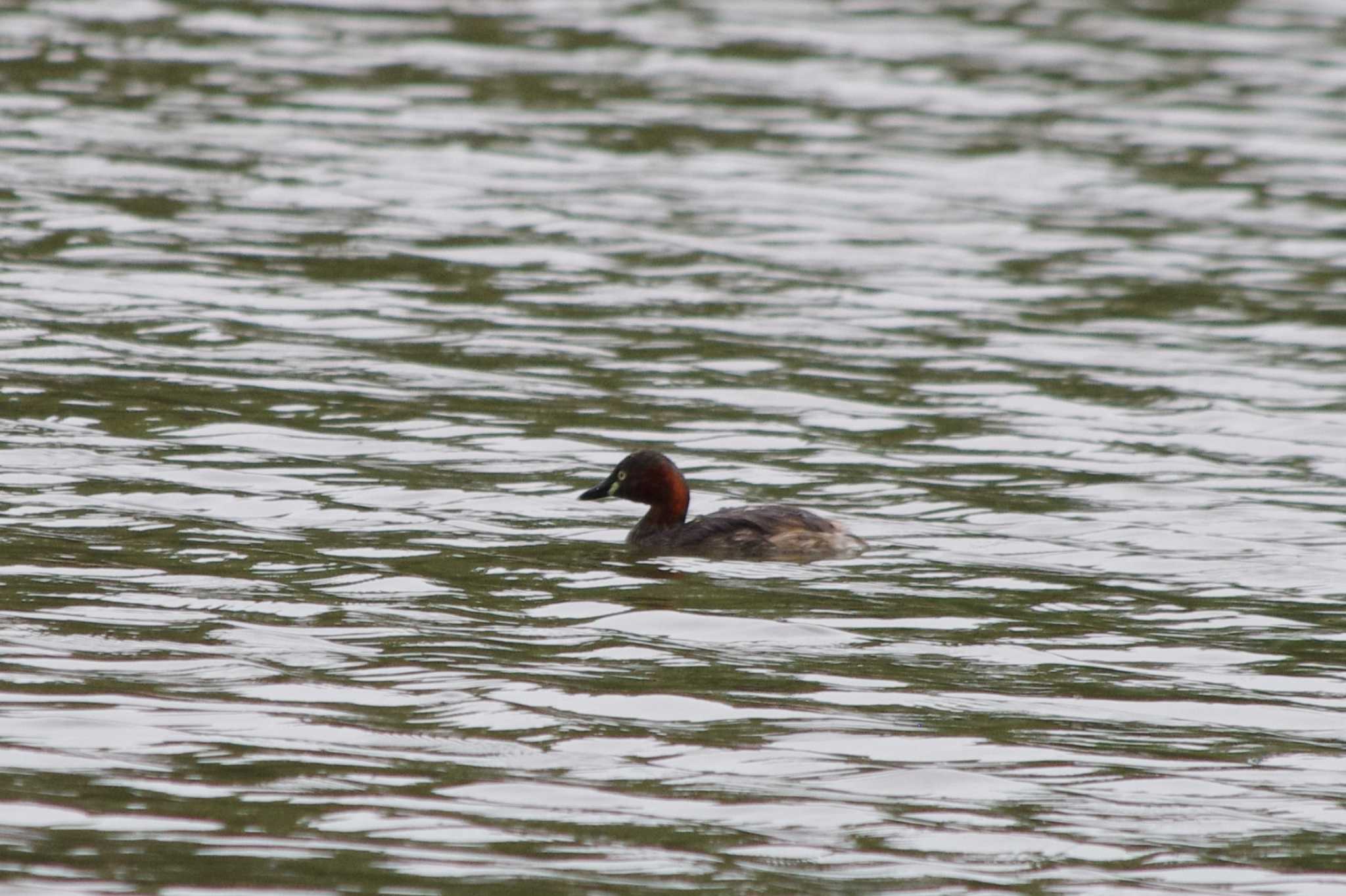 Photo of Little Grebe at 洞峰公園 by アカウント15604