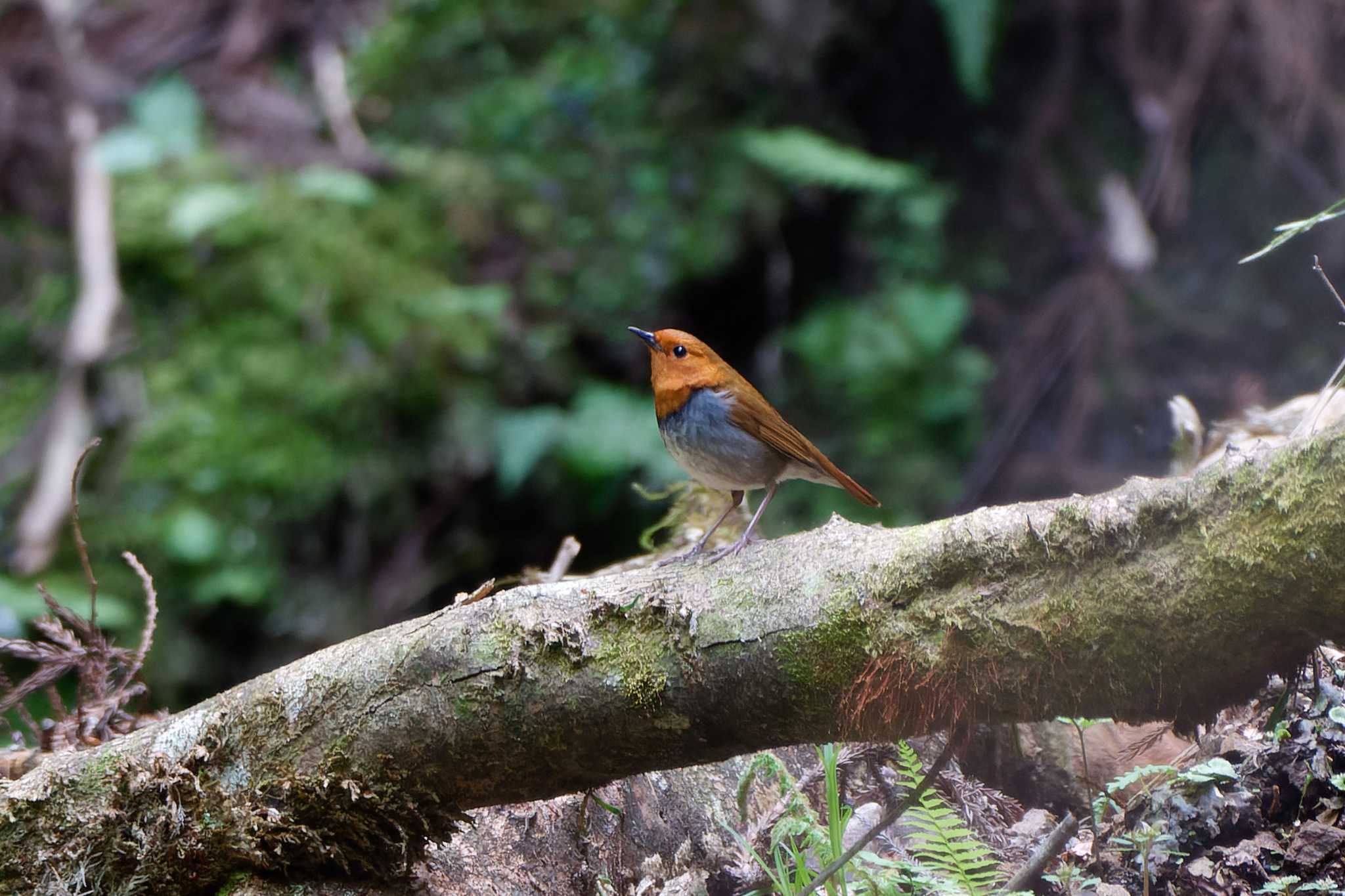 Photo of Japanese Robin at Hayatogawa Forest Road by ぴくるす