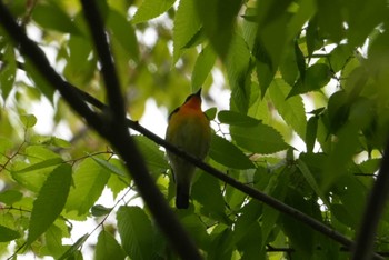 Narcissus Flycatcher 生き物の森 Sat, 4/20/2024