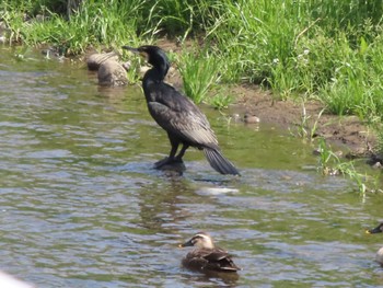 Great Cormorant 群馬 早川 Sat, 4/20/2024