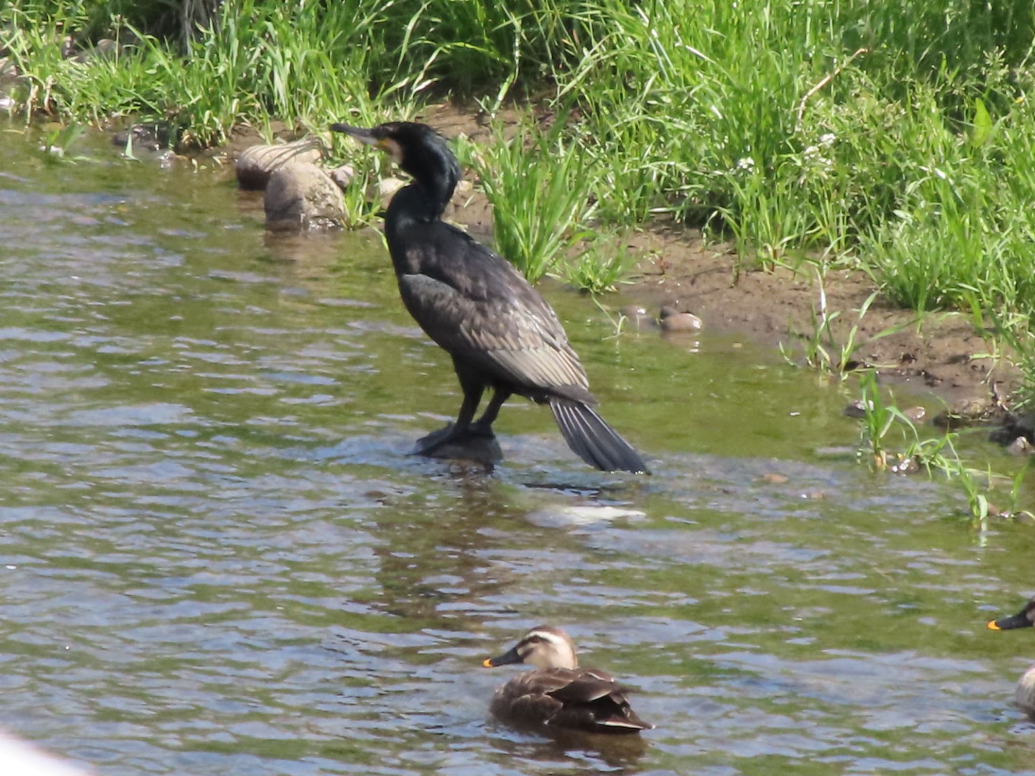 Photo of Great Cormorant at 群馬 早川 by アカウント12456