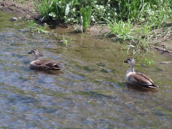 Eastern Spot-billed Duck 群馬 早川 Sat, 4/20/2024