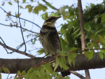 Dusky Thrush 群馬 早川 Sat, 4/20/2024