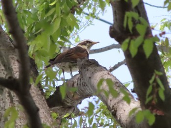 Dusky Thrush 群馬 早川 Sat, 4/20/2024