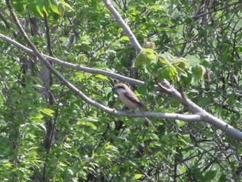 Bull-headed Shrike 群馬 早川 Sat, 4/20/2024