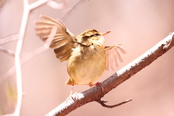 Eastern Crowned Warbler Karuizawa wild bird forest Sat, 4/20/2024