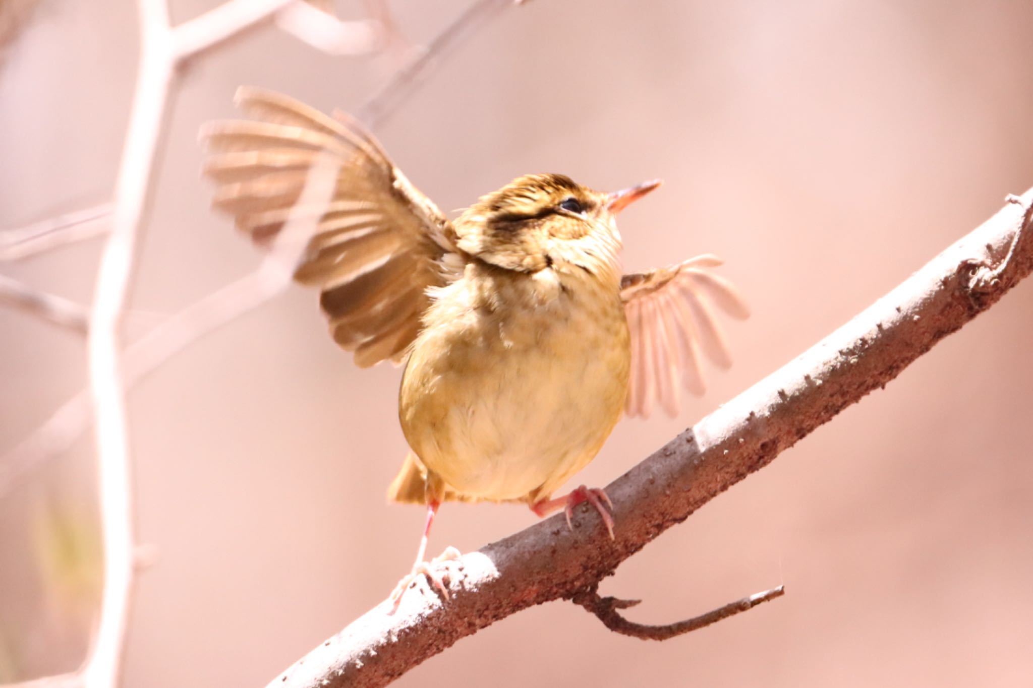 Eastern Crowned Warbler