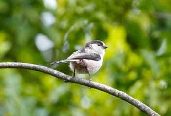 エナガ 馬見丘陵公園 2024年4月20日(土)