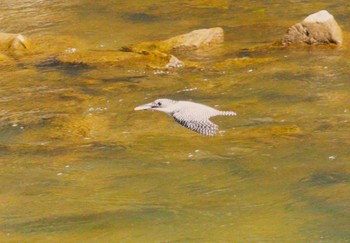 Crested Kingfisher 平成榛原子供のもり公園 Sat, 4/20/2024