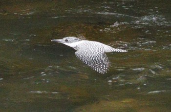 Crested Kingfisher 平成榛原子供のもり公園 Sat, 4/20/2024