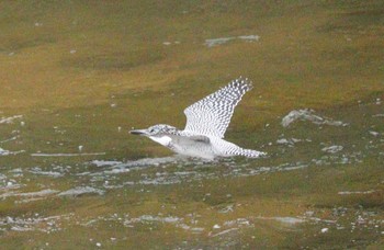 Crested Kingfisher 平成榛原子供のもり公園 Sat, 4/20/2024