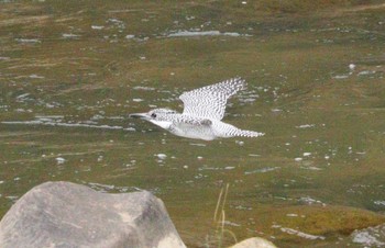 Crested Kingfisher 平成榛原子供のもり公園 Sat, 4/20/2024