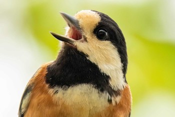 Varied Tit 愛知県緑化センター 昭和の森 Sat, 4/20/2024