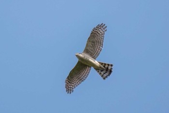 Eurasian Sparrowhawk 愛知県緑化センター 昭和の森 Sat, 4/20/2024