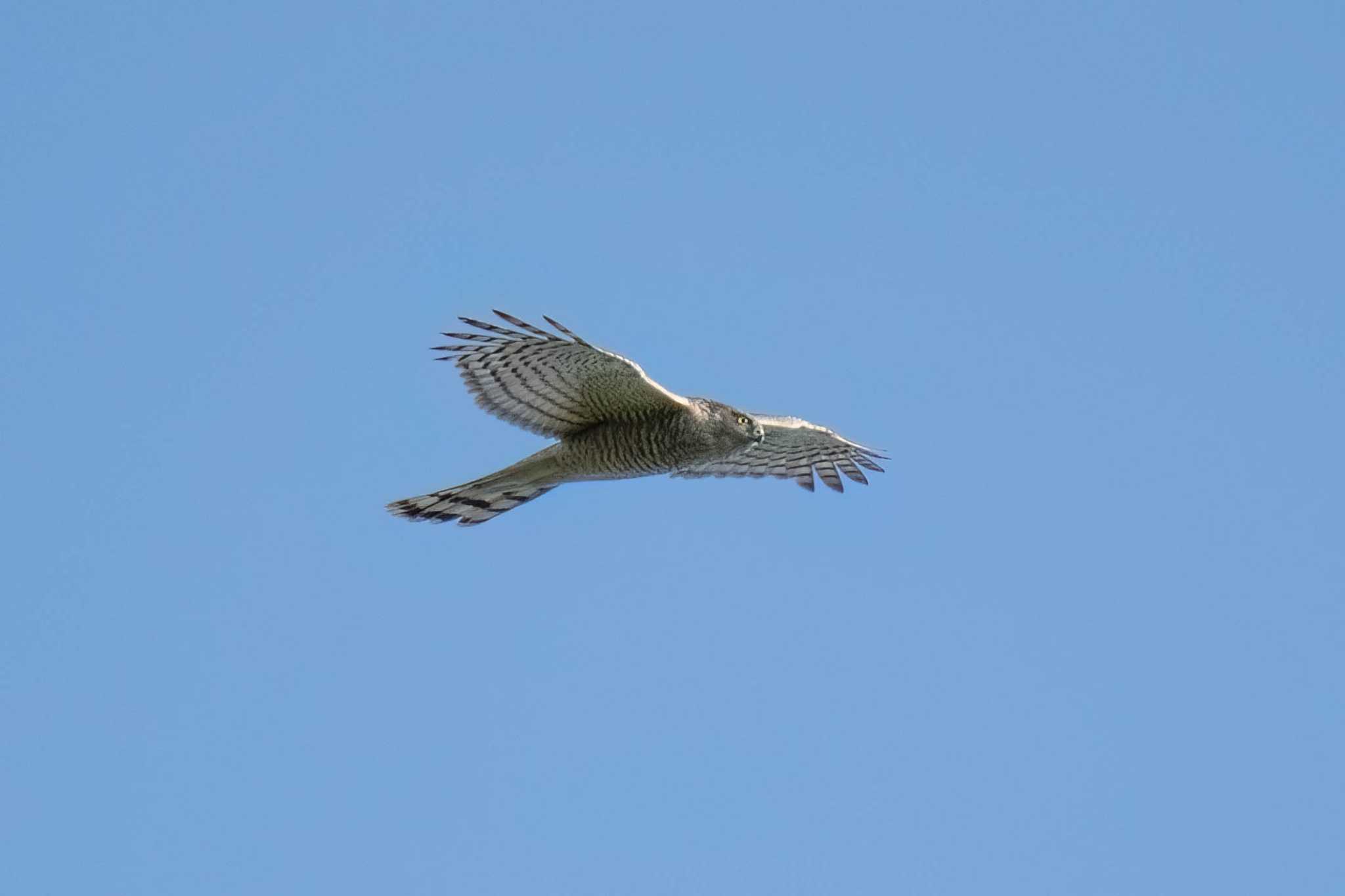 Photo of Eurasian Sparrowhawk at 愛知県緑化センター 昭和の森 by porco nero