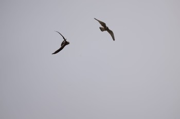 Common Kestrel 善行 Wed, 4/17/2024