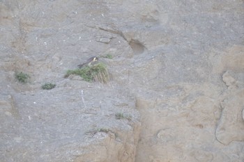 Peregrine Falcon 江ノ島 Wed, 4/17/2024