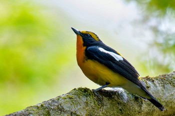 Narcissus Flycatcher Hayatogawa Forest Road Sat, 4/20/2024