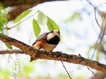 Varied Tit 牧野ヶ池緑地 Mon, 4/15/2024