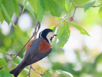 Varied Tit 牧野ヶ池緑地 Mon, 4/15/2024