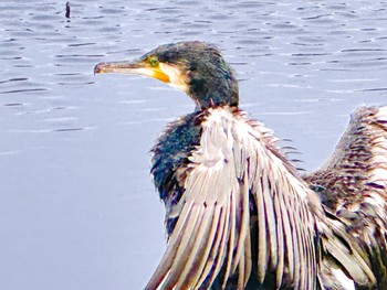 Great Cormorant Shinobazunoike Sat, 4/20/2024