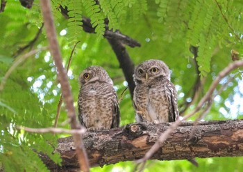 Spotted Owlet Wachirabenchathat Park(Suan Rot Fai) Wed, 4/17/2024