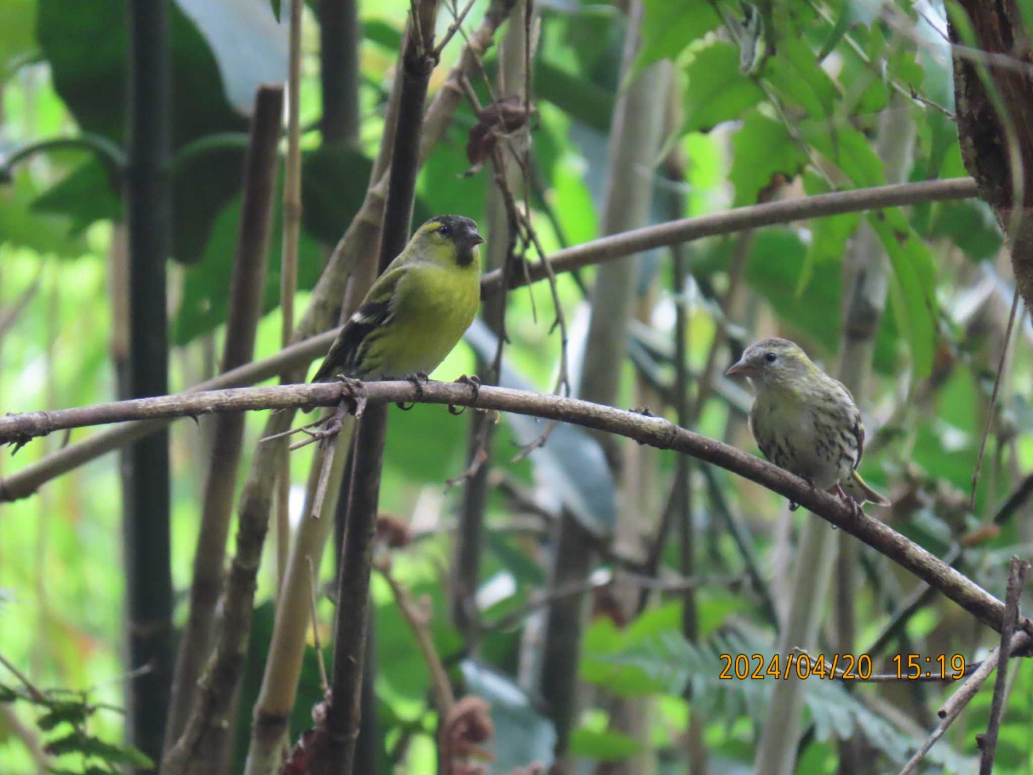 Eurasian Siskin