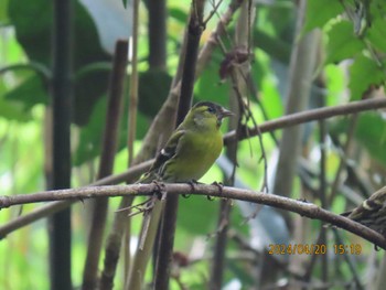 Eurasian Siskin 井頭公園 Sat, 4/20/2024