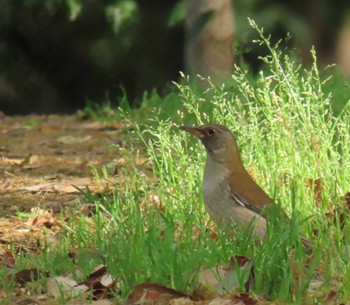 Pale Thrush Oizumi Ryokuchi Park Sat, 4/20/2024