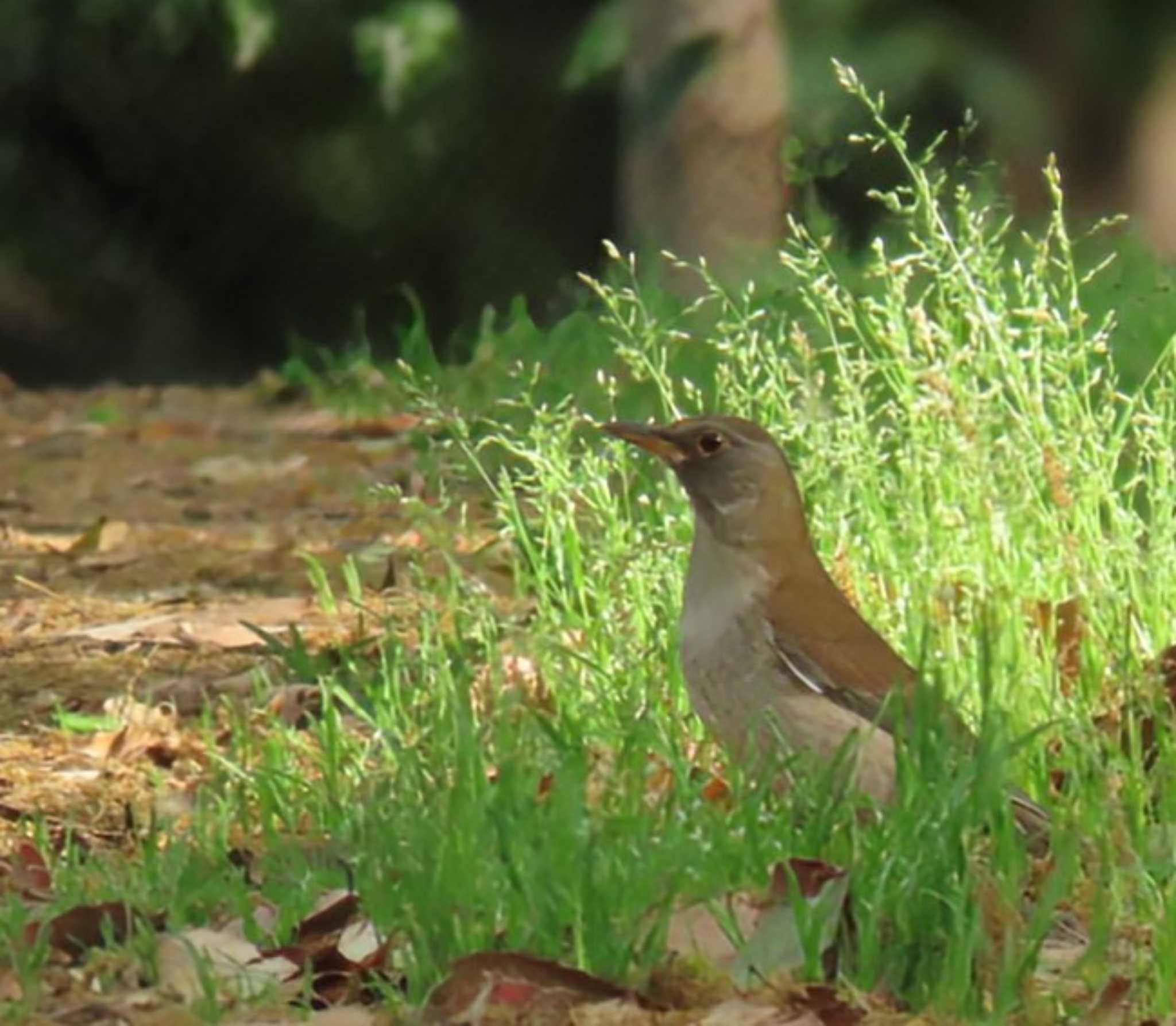 Photo of Pale Thrush at Oizumi Ryokuchi Park by れもん