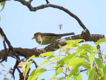 Masked Bunting Oizumi Ryokuchi Park Sat, 4/20/2024