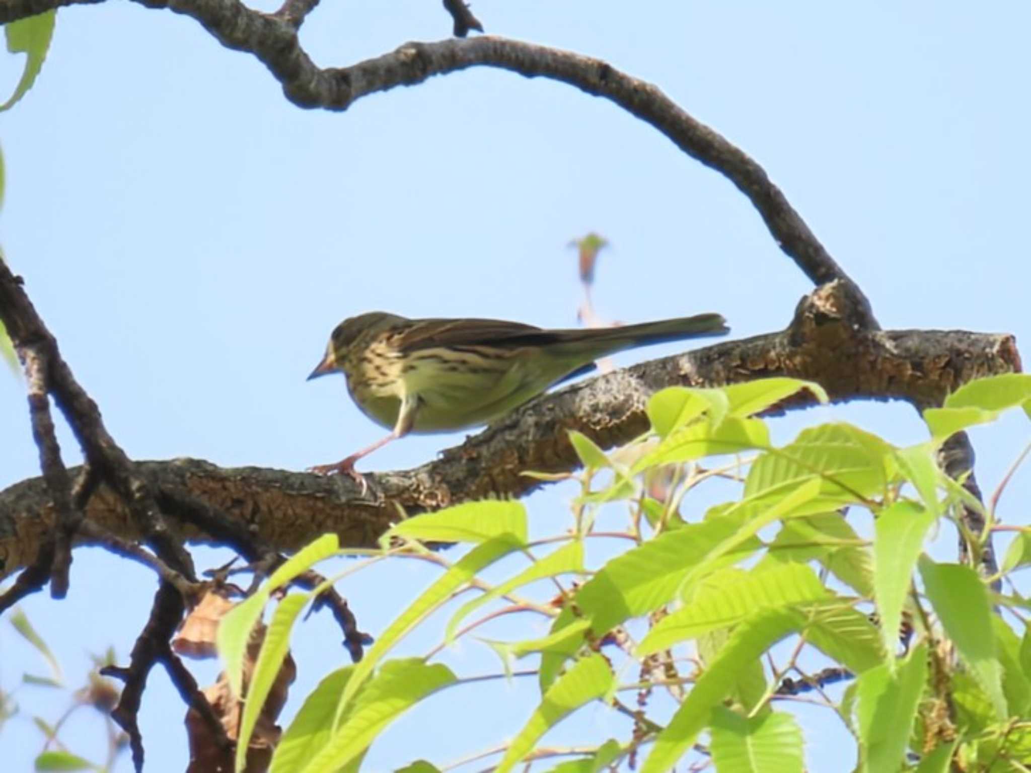 Photo of Masked Bunting at Oizumi Ryokuchi Park by れもん