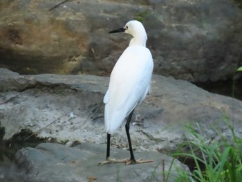 Little Egret Oizumi Ryokuchi Park Sat, 4/20/2024