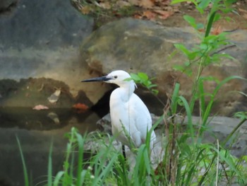 Little Egret Oizumi Ryokuchi Park Sat, 4/20/2024