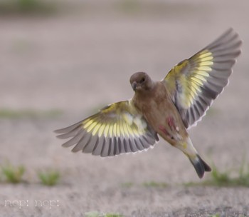 Grey-capped Greenfinch 多摩川河川敷 Sat, 4/20/2024