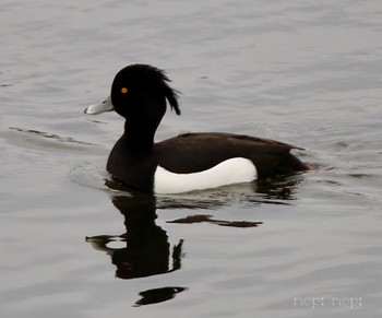 Tufted Duck 多摩川河川敷 Sat, 4/20/2024