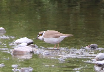 Little Ringed Plover 多摩川河川敷 Sat, 4/20/2024