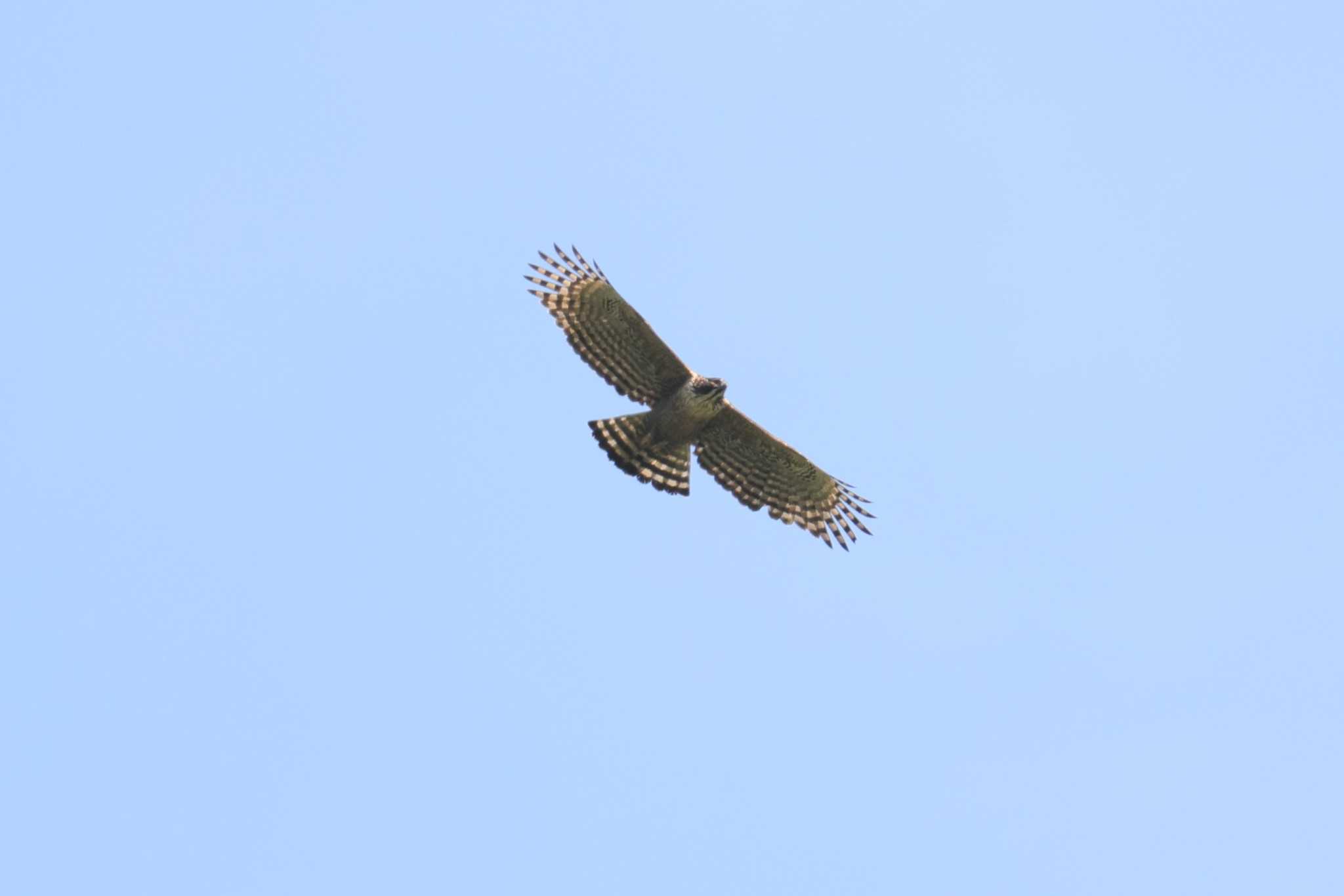 Photo of Mountain Hawk-Eagle at 川上村 by トビトチヌ