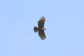 Mountain Hawk-Eagle 川上村 Sat, 4/20/2024