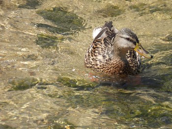 Mallard 天野川 Fri, 4/12/2024