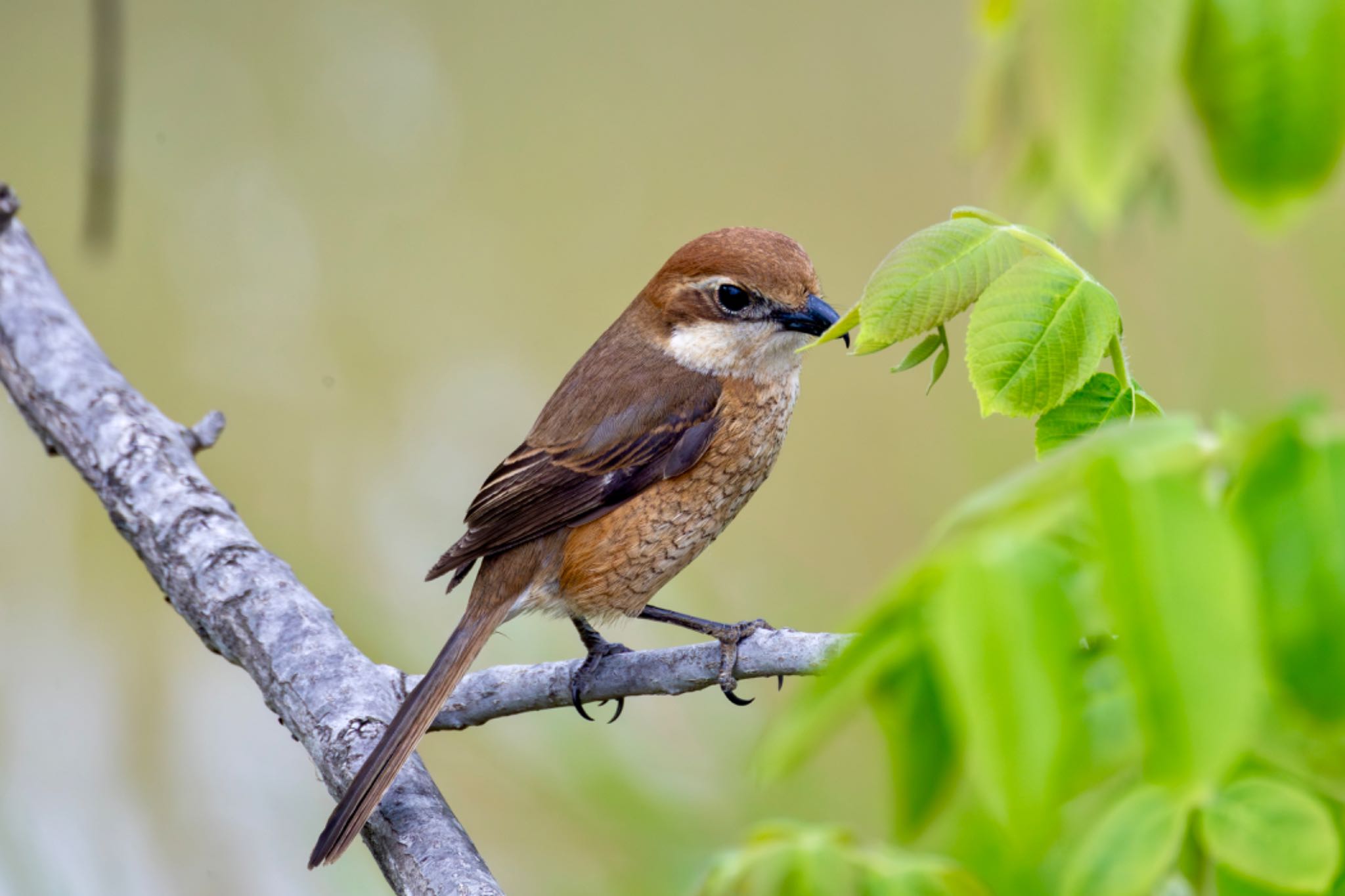 Photo of Bull-headed Shrike at Akigase Park by Tomo