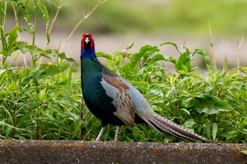 Green Pheasant Akigase Park Sat, 4/20/2024