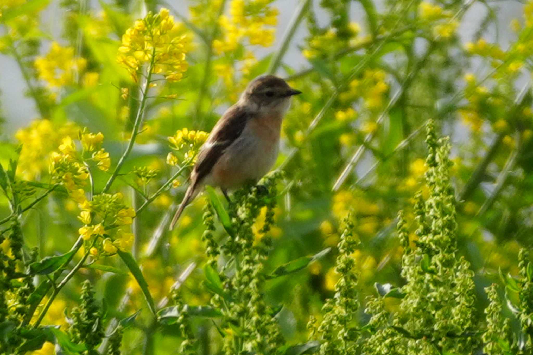 Photo of Amur Stonechat at 多摩川 by ツートン