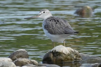 Common Greenshank 多摩川 Sat, 4/20/2024